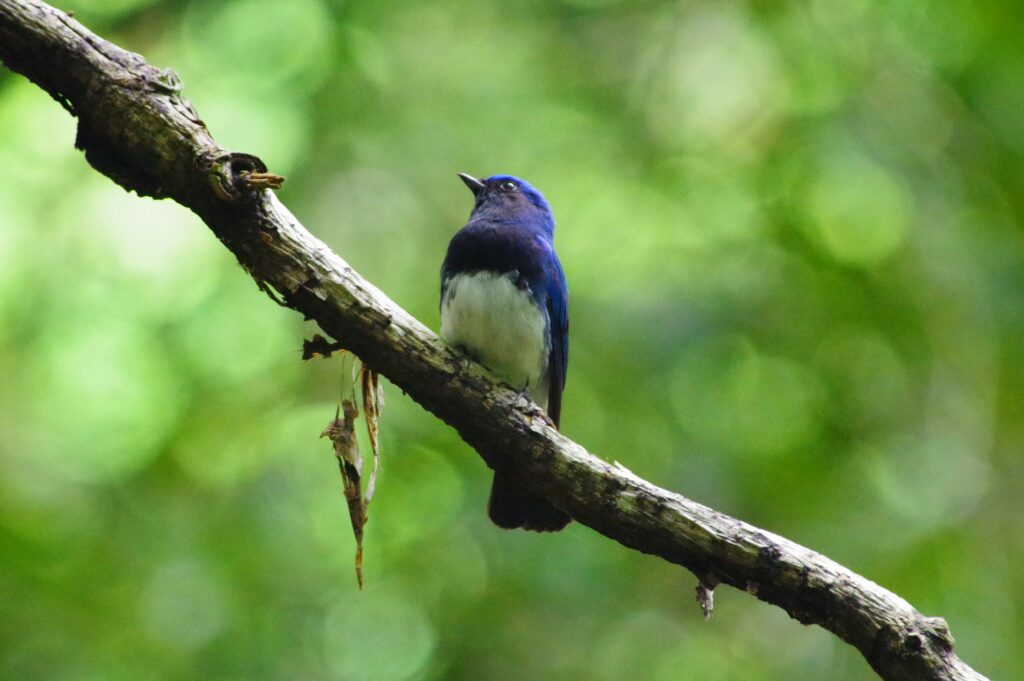 【幸せの青い鳥】オオルリという鳥について解説しちゃいます | た