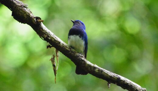 【幸せの青い鳥】オオルリという鳥について解説しちゃいます