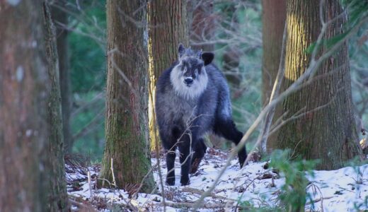 冬登山と野生動物撮影  SIGMA APO 70-300mm F4-5.6 DG MACRO