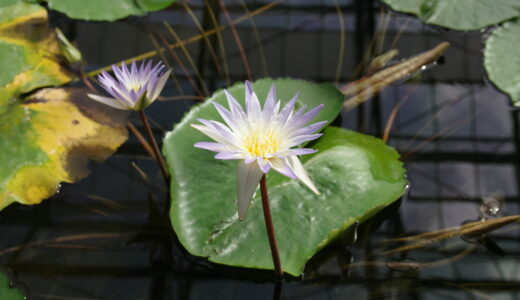 掛川花鳥園　