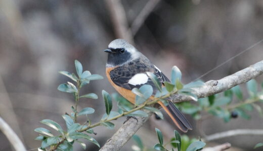 新年初鳥撮り